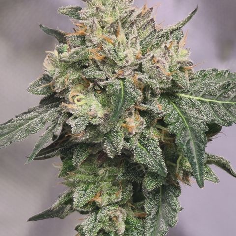 Ethereal T growlog timeline photo