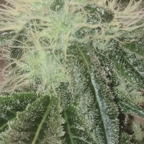 Patrice growlog timeline photo