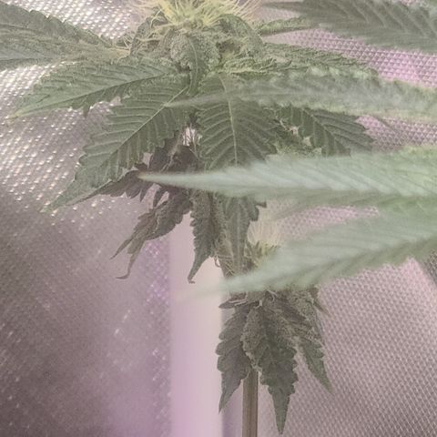 Patrice growlog timeline photo