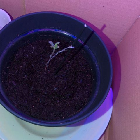 Bob growlog timeline photo