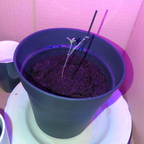 Bob growlog timeline photo