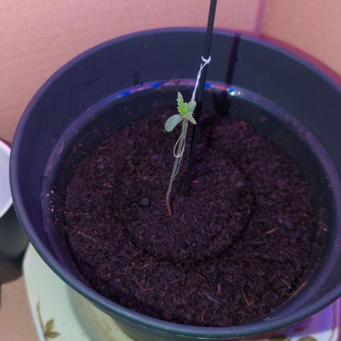 Bob growlog timeline photo