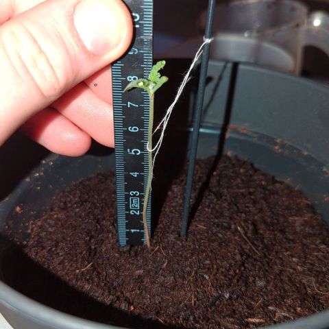 Bob growlog timeline photo