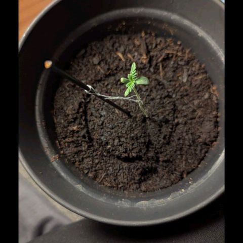 Bob growlog timeline photo