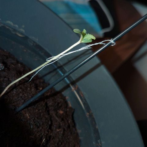 Bob growlog timeline photo
