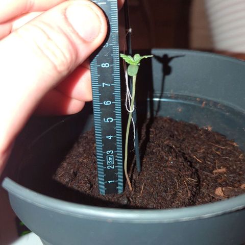 Bob growlog timeline photo
