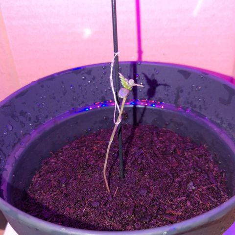 Bob growlog timeline photo