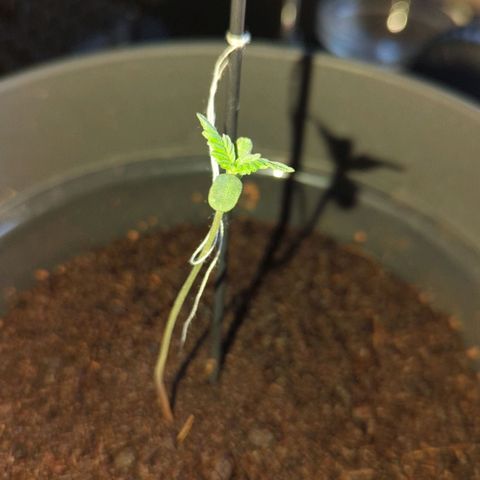 Bob growlog timeline photo