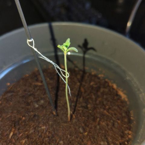 Bob growlog timeline photo