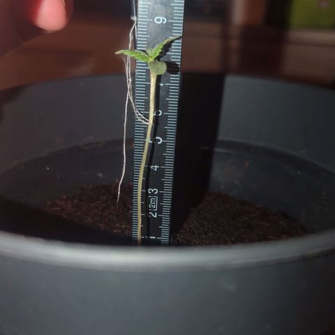 Bob growlog timeline photo