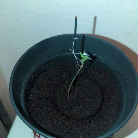 Bob growlog timeline photo