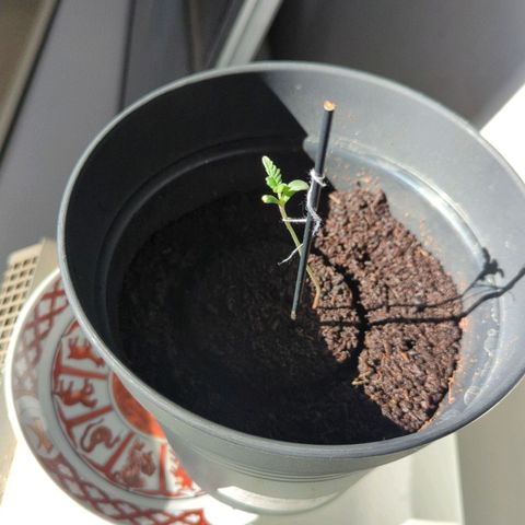 Bob growlog photo: Sonnenlicht und Heizung circa 24 grad