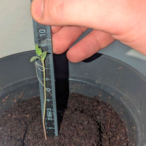 Bob growlog timeline photo