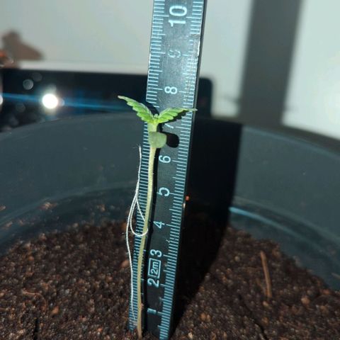 Bob growlog timeline photo