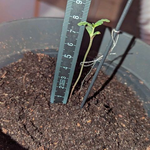 Bob growlog timeline photo