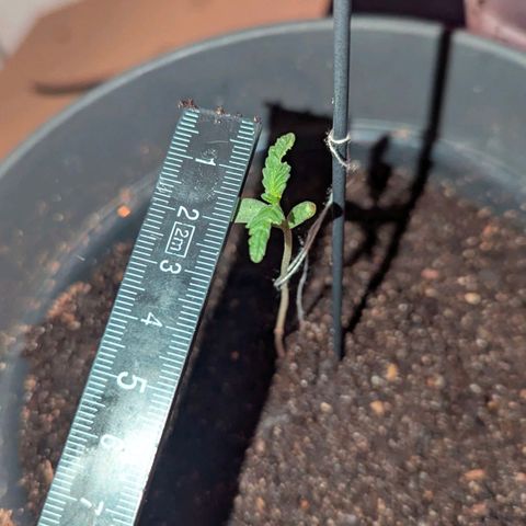 Bob growlog timeline photo