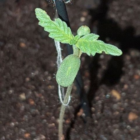 Bob growlog timeline photo