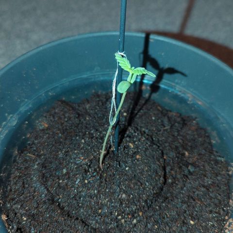 Bob growlog timeline photo