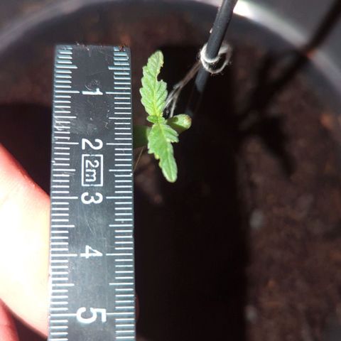 Bob growlog timeline photo