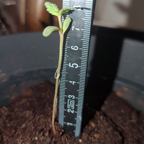 Bob growlog timeline photo