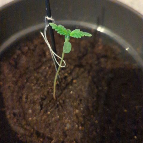 Bob growlog timeline photo