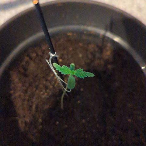Bob growlog timeline photo