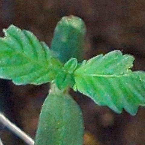 Bob growlog timeline photo