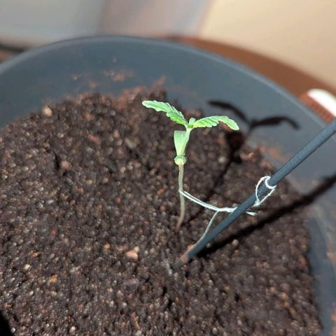 Bob growlog timeline photo