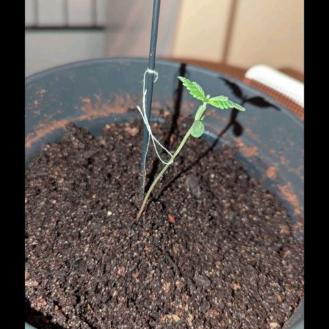 Bob growlog timeline photo