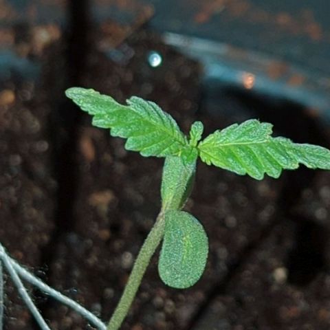 Bob growlog timeline photo