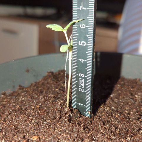 Bob growlog timeline photo