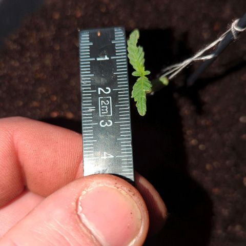 Bob growlog timeline photo