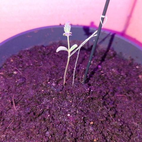 Bob growlog photo: Direkt nach erstmal düngen 
