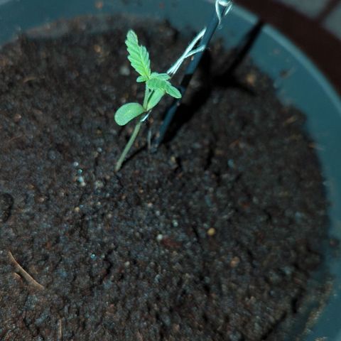 Bob growlog photo: Direkt nach erstmal düngen 