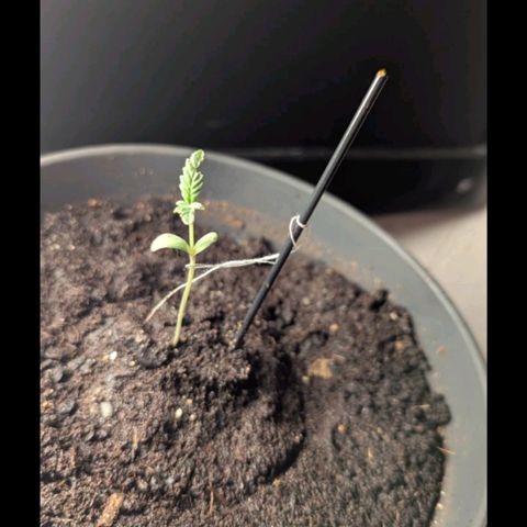 Bob growlog timeline photo