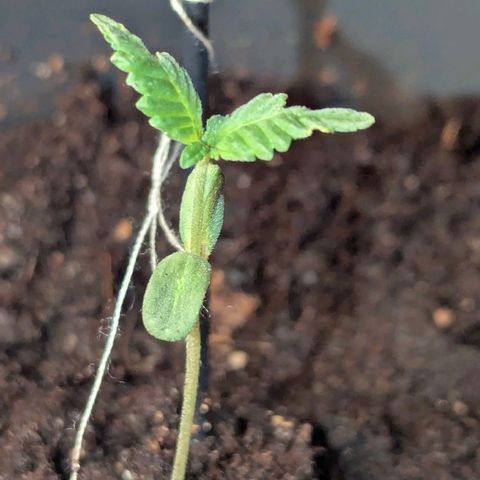 Bob growlog timeline photo
