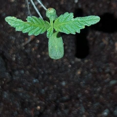 Bob growlog timeline photo