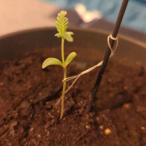 Bob growlog timeline photo