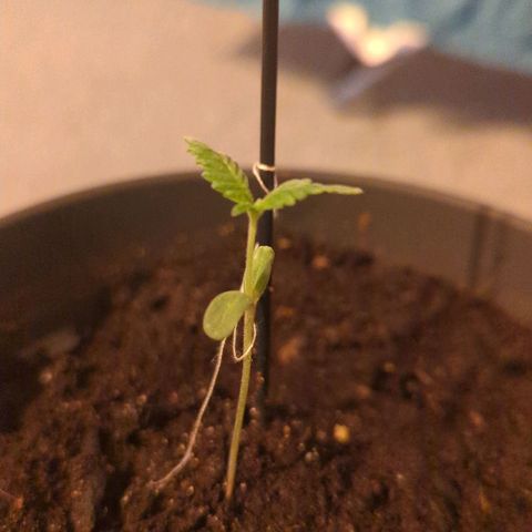 Bob growlog timeline photo
