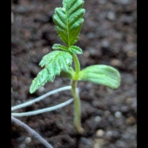 Bob growlog photo: Circa ein Tag nach dem ersten Mal dünger
