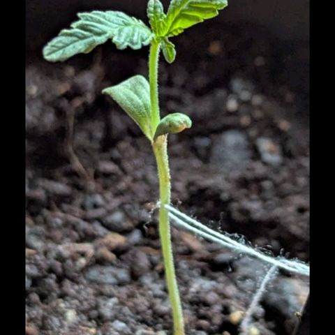 Bob growlog photo: Circa ein Tag nach dem ersten Mal dünger