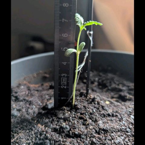 Bob growlog timeline photo