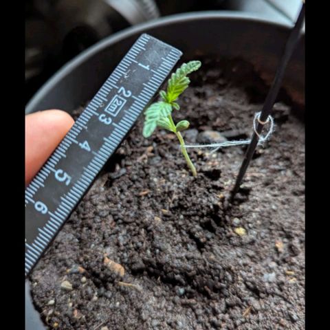 Bob growlog timeline photo