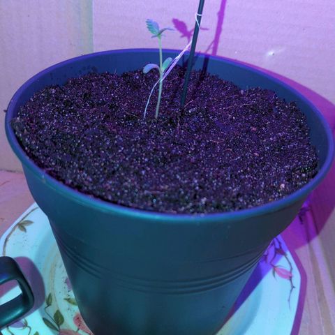 Bob growlog photo: Erde nach gefüllt 