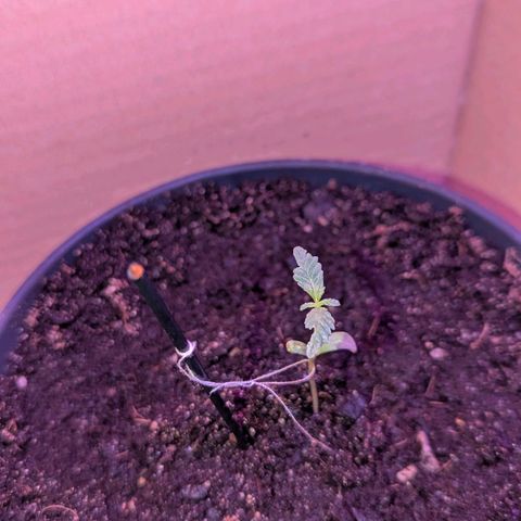 Bob growlog timeline photo