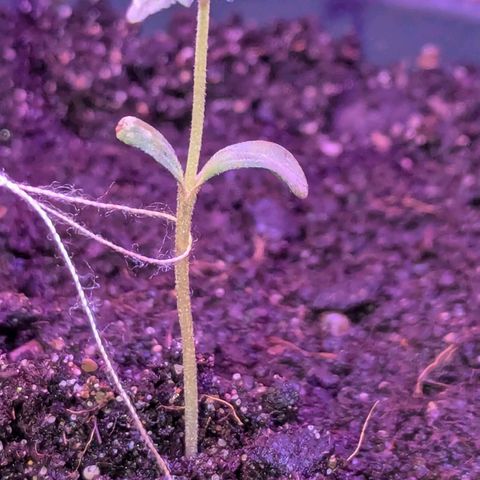 Bob growlog timeline photo