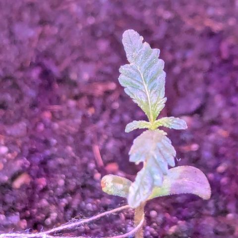 Bob growlog timeline photo