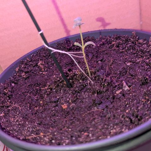 Bob growlog timeline photo