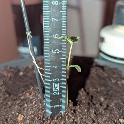 Bob growlog timeline photo