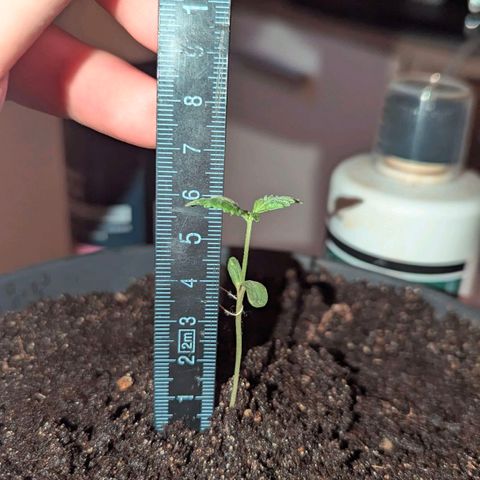 Bob growlog timeline photo